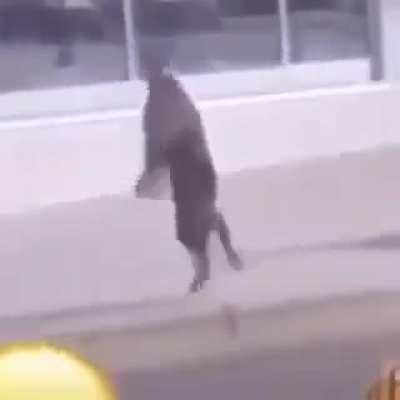 stupid cat fuing dancing fuc k you dunbass cat