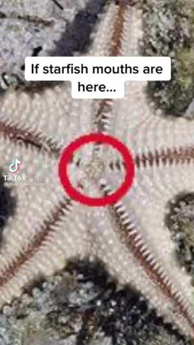 Thanks I hate The Little Mermaid