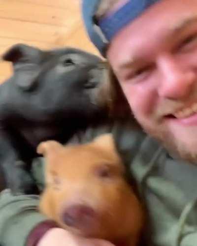 You Can Tell How Much These Piggies Missed Dan After He Was Away For A Week (fro...