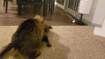 Merry and Pip having a tumble