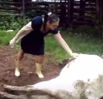 WCGW treating cow like a cat