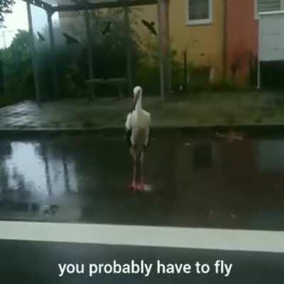 Flieg gut nach Hause