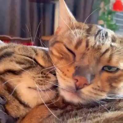 Can you feel the love vibing from these cats?