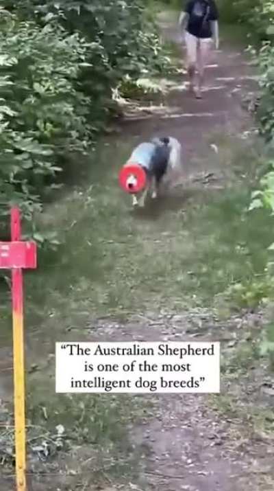 That&rsquo;s poor dog 😢😢