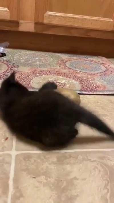 Kitten for Potato