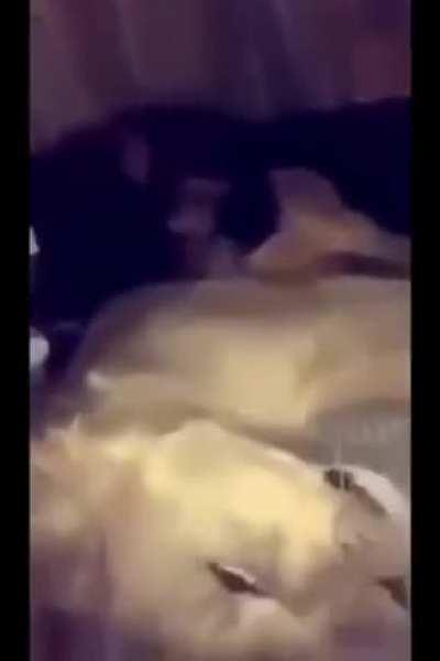 Ape bites and slaps Lion who was just laying down