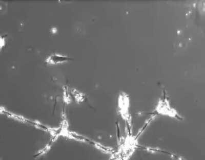 What Neurons Look Like as They Develop Connections