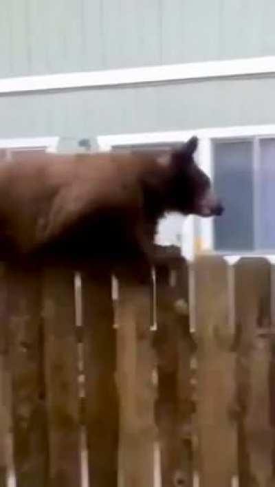 Here's a rare Russian Squirrel