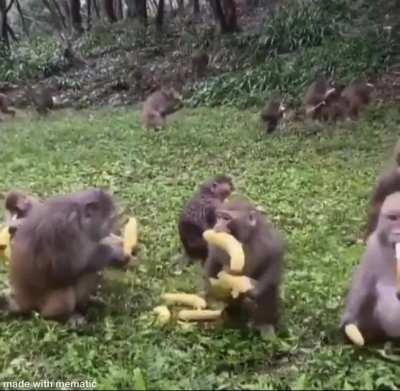 Banana truck arrrived with bananas today 🙉🍌🤤