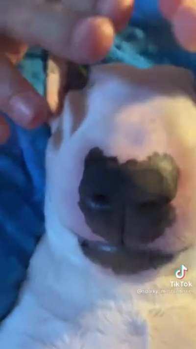 No molestar admin en pleno masaje facial