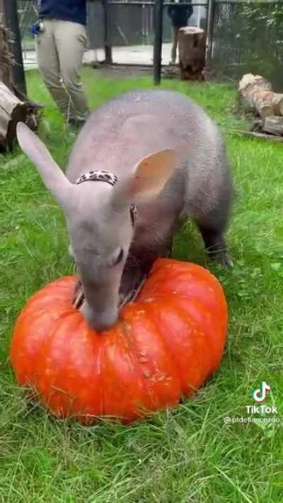This Is an aardvark. They are native to Africa and is the only living species of the order Tubulidentata. They almost exclusively feed from ants and termites but it seems that also a pumpkin is worth their attention.