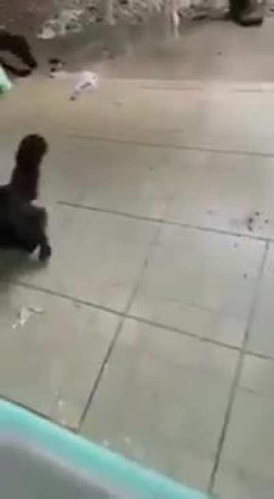 Ta bom, chega Rex 😭