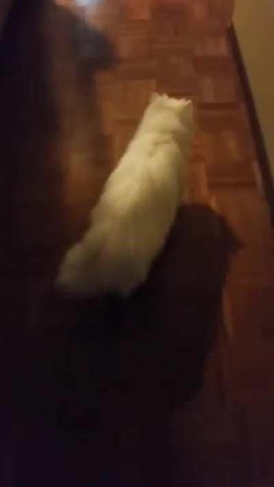 Hello? Hello? He-WEEWAHHH