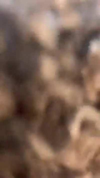 She Giving The Sloppy Toppy