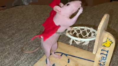 Devil rat (hairless) vs Angel rat (Siamese) playing basketball!
