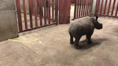 Baby Rhino zoomies!