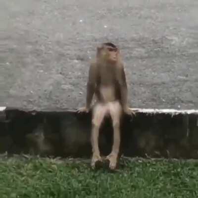 Macacolol triste 😢😢😢😢😢😢😢😢😢😢