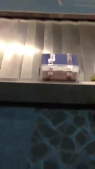 Woman’s luggage burst open with live crabs at London Heathrow airport