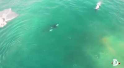 Two Orca whales killed 17 sharks in 24 hours in their deadliest hunt yet in Cape Town waters. They teared out the sharks' livers & leaving the other organs. Rare moment captured by the team at Marine Dynamics Conservation Trust South Africa tracking t