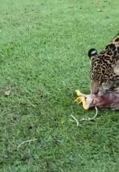 Brazilian farmer loses his last chicken to the local jaguar