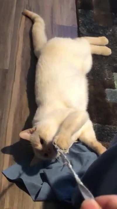 i’m jumping on the tug-of-war bandwagon. meet your pilot, pinto!