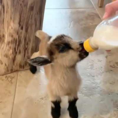 To be as cute as little Nutmeg here sure is thirsty work....