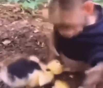 Monki bit to ballz 😂