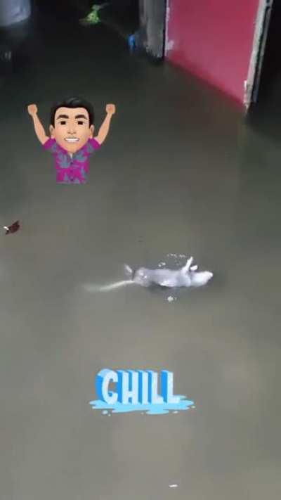 New York flooding is bringing out the rats