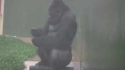 Gorilla enjoying a shower