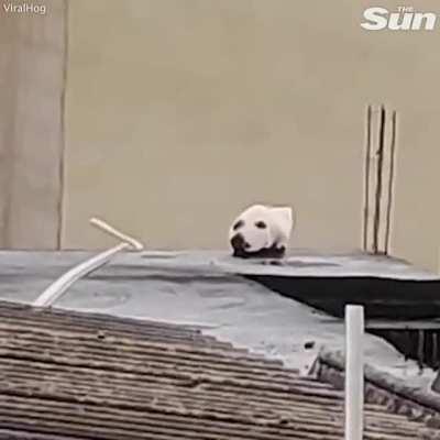 When r/WhatsWrongWithYourdog and r/Unexpected collide...