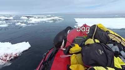 Safety inspection penguin