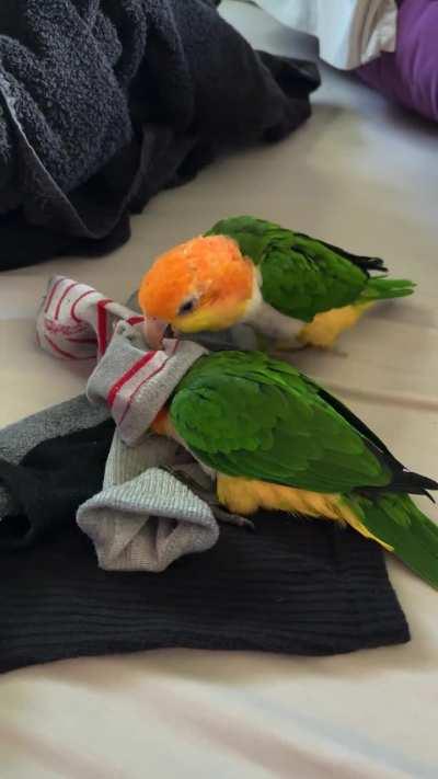 Doing laundry with parrots