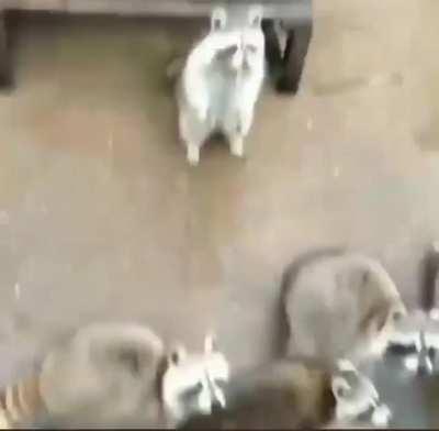 Respectful raccoon asking for food by raising hands from afar