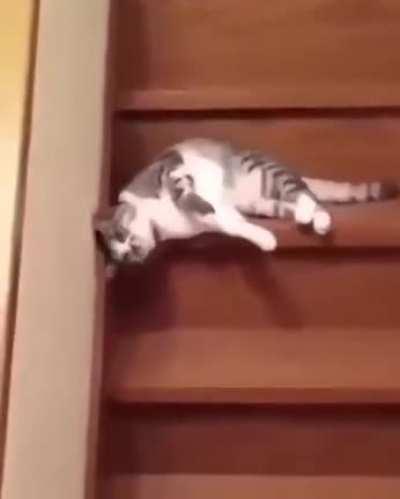 This cat epitomizes the Monday mood perfectly.