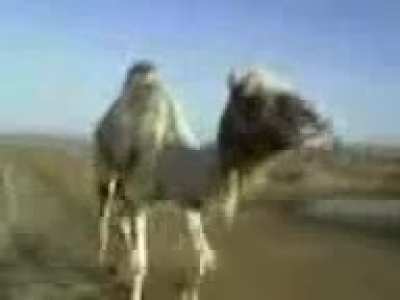 Here’s a funny camel video I found online!!!