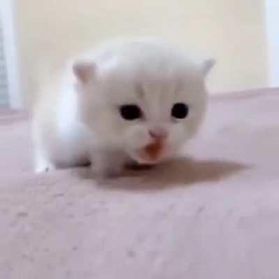 A smol kitty moving forward!