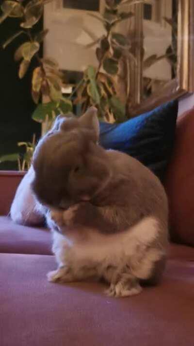 Angus' white fluffy belly is my favorite :)