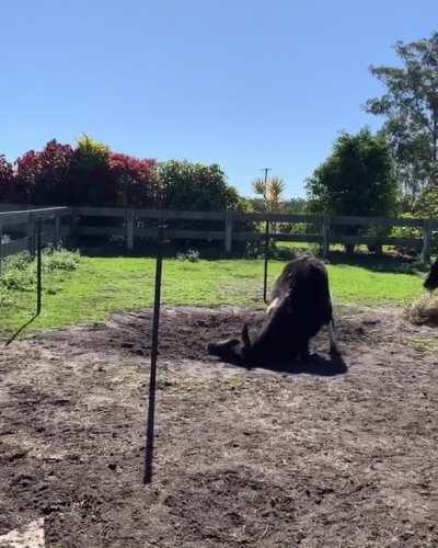 Hope just discovered the sand pit at Happily Heifer After Sanctuary