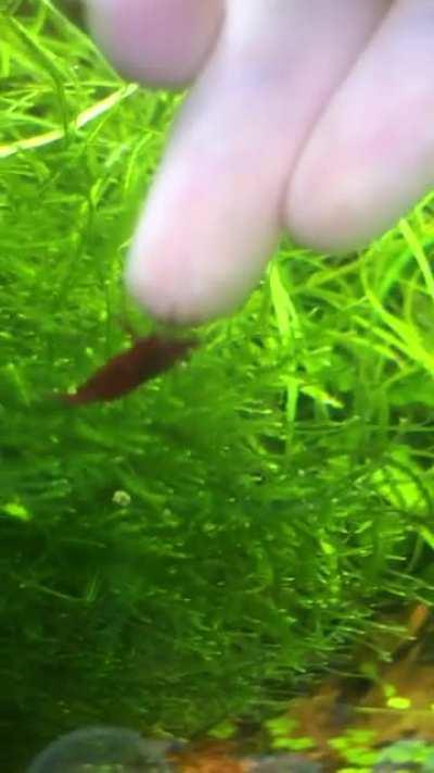 I was trying to give you a pellet but I guess I’m more tasty???