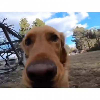 Forget it hooman! This belongs to me now 