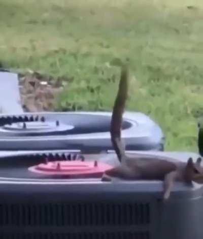 Lazy summer chaos....