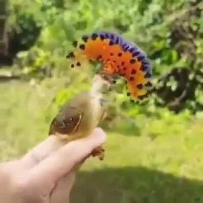 Amazing Royal Flycatcher Bird