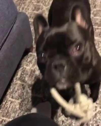 Happy French Bulldog Dances Whenever He's Excited