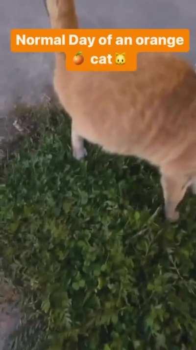 This is my guard cat against feds