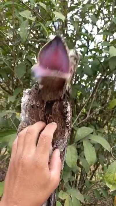 What a strange being