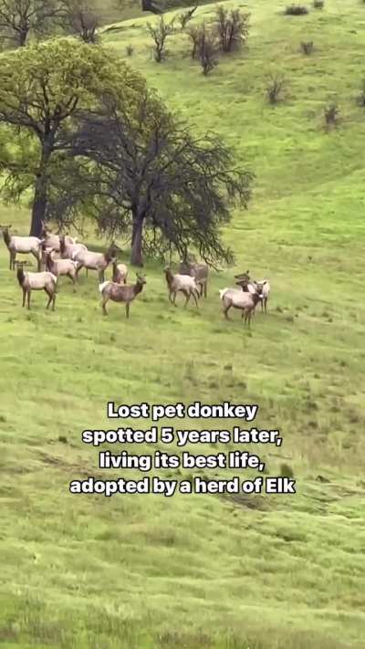 Pet donkey lost for 5 years was later spotted living his best life after being adopted by a herd of Elk