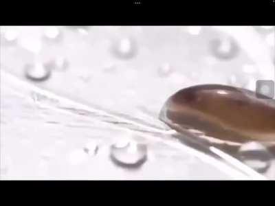 Water drop vs Slug