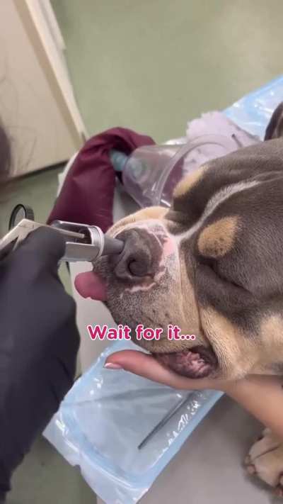Grass seed pulled from doggo snout