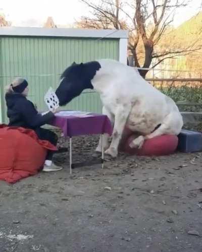 horse on a beanbag playing card???