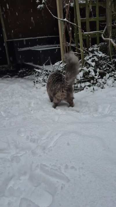 Mirin's favourite winter activity is catching snowballs. Such a shame our snow has now melted!